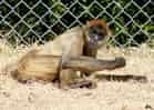 動物図鑑・ジェフロイクモザルの写真 13